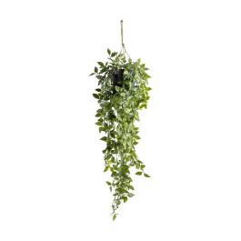 Hanging Scindapsus in Pot H.73cm | Pavilion Broadway