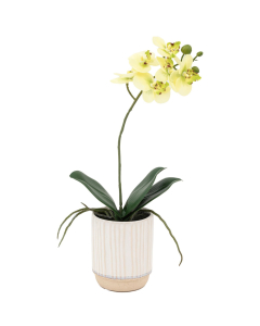 Orchid Cream in Ribbed White Ceramic Pot Small