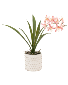Orchid Pink in White Ceramic Dot Pot