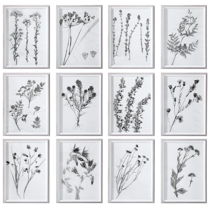 Uttermost  Contemporary Botanicals Framed Prints, S/12 1