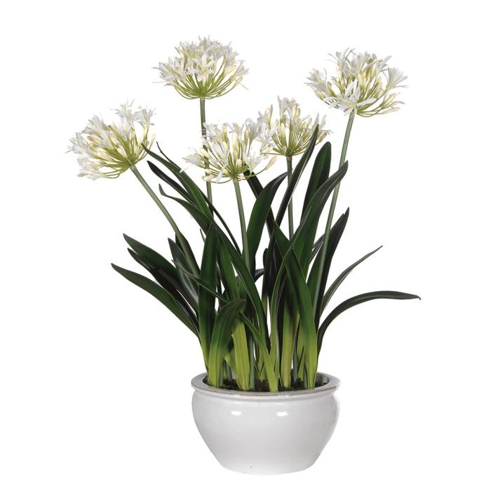 Pavilion Flowers Agapanthus Plants in White/Cream Glazed Bowl 1