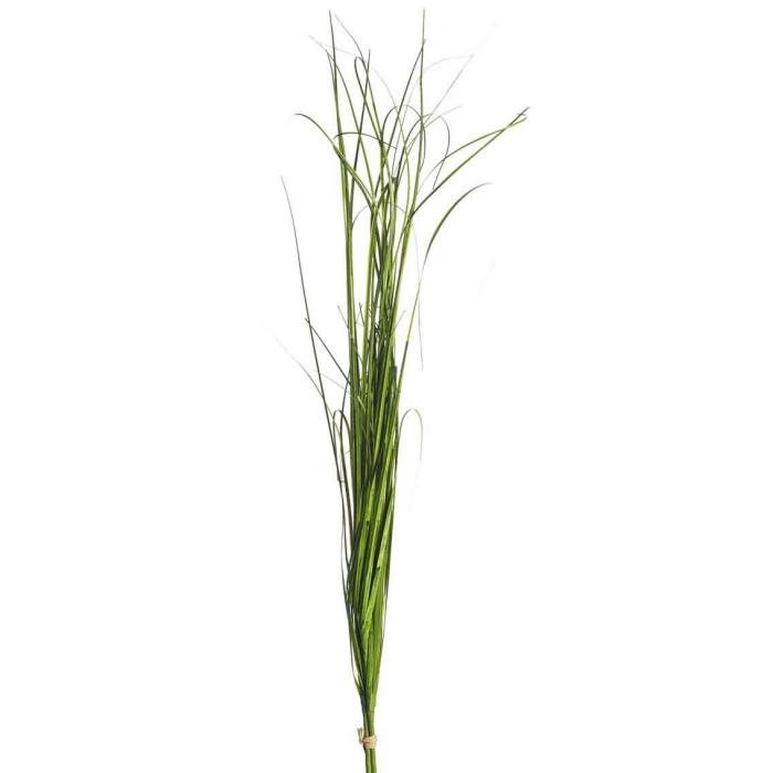 Parlane Onion Grass Bundle Height 60cm 1