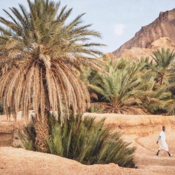 Print Moroccan Oasis