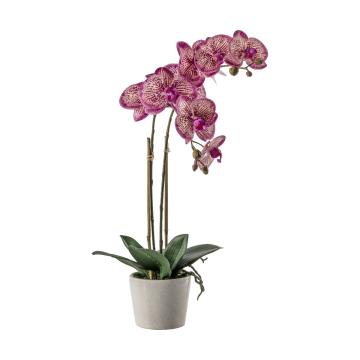 Orchid Pink in Ceramic Pot H.50cm