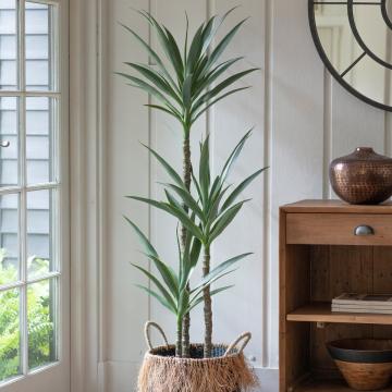 Yucca Tree in Pot H.150cm