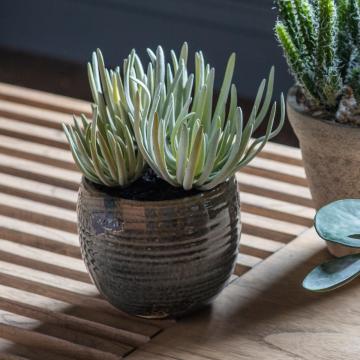 Crassula in Ceramic Pot H.23cm