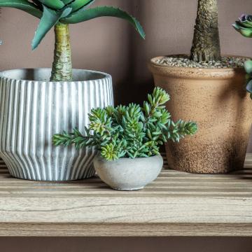 Sedum Green in Cement Bowl H.15cm