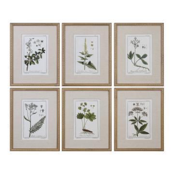 Green Floral Botanical Study Prints S/6
