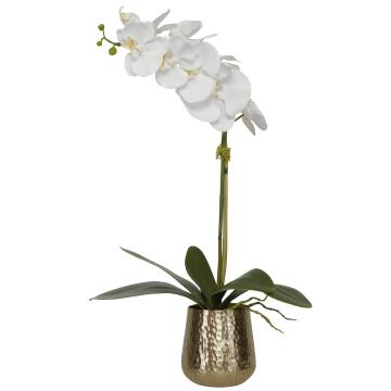  Cami Orchid With Brass Pot