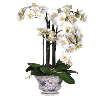 Phalaenopsis Orchids in Blue & White Pot