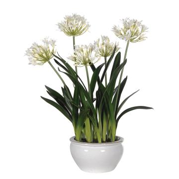 Agapanthus Plants in White/Cream Glazed Bowl