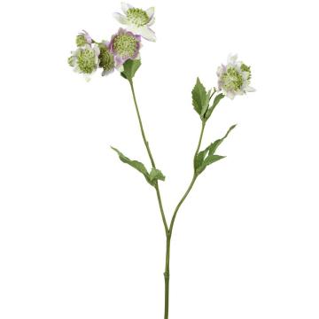 Astrantia Spray Green/Lilac Height 50cm