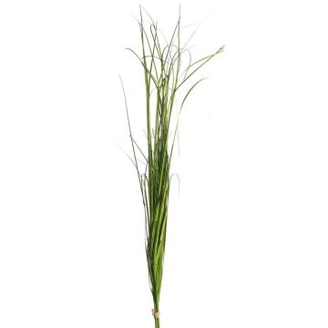 Onion Grass Bundle Height 60cm