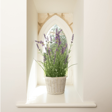 Lavender Plant in Ceramic Pot H.48cm