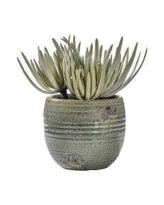 Crassula in Ceramic Pot H.23cm