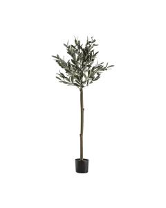 Olive Tree H.121cm