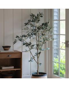 Olive Tree H.182cm