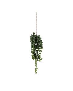 Hanging Philodendron Bush H.65cm
