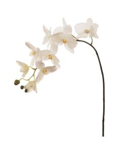 Artificial Phalaenopsis Orchid - Cream