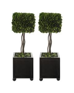  Preserved Boxwood Square Topiaries