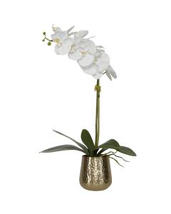  Cami Orchid With Brass Pot