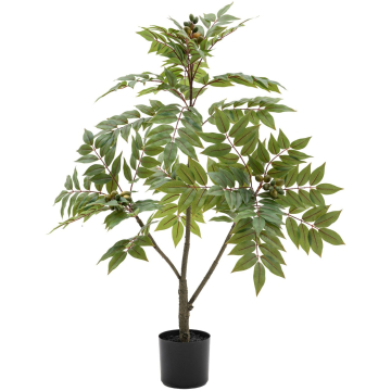 Potted Chinese White Olive Tree 3ft