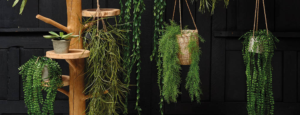 Hanging Potted Plants