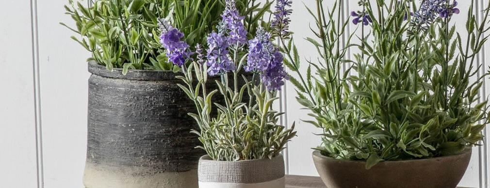 Potted Lavender & Herbs