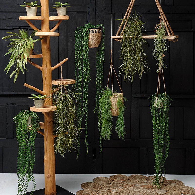 Trailing & Hanging Plants